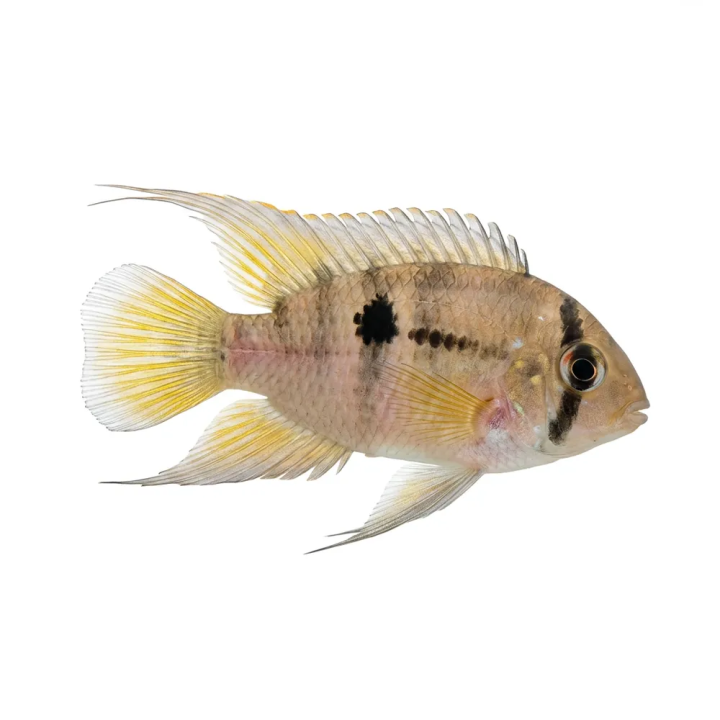Avainkirjoahven 3-4 cm Cleithracara maronii