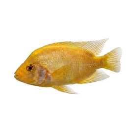 Sitruunakirjoahven 4-5 cm Amphilophus citrinellus