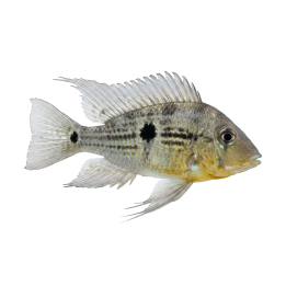 Thorichthys pasionis 4-5 cm