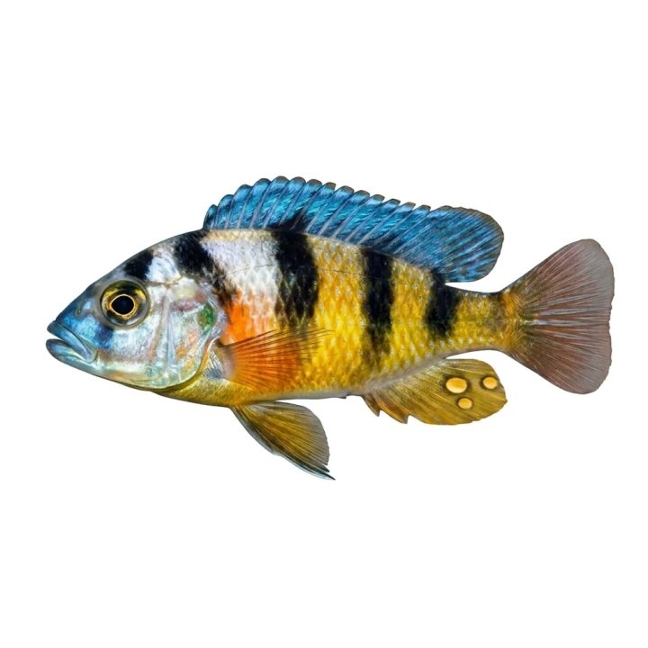 Haplochromis obliquidens 4-6 cm Haplochromis sp.