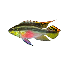 Palettikala 4-6 cm Pelvicachromis pulcher