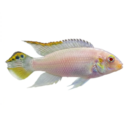 Pelvicachromis pulcher,  albino 4-6 cm