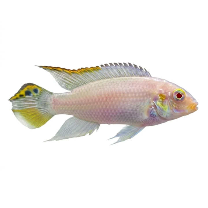 Palettikala, albiino 4-6 cm Pelvicachromis pulcher