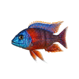 Protomelas taeniolat Malawi ciklidi hinderi 4-6 cm