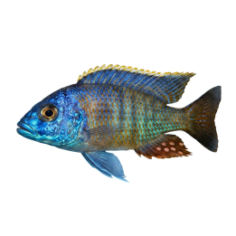 Lethrinops lethrinus Lethrinops albus "kande island" 4-6 cm