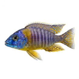 Aulonocara kornelia 6-8 cm