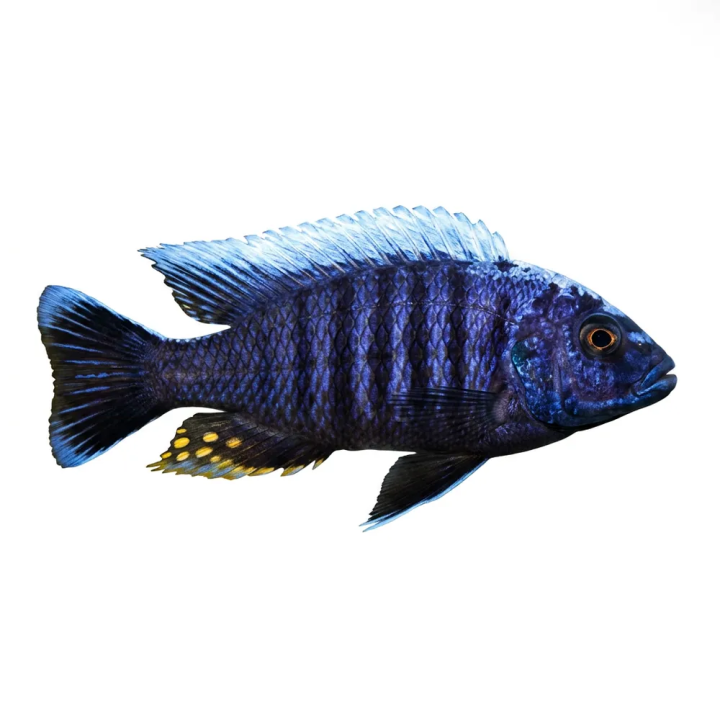 Aulonocara kandeense blue orchide 6-8 cm