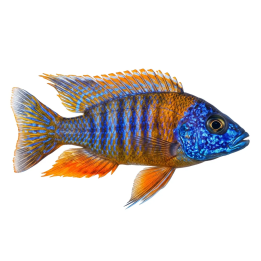 Aulonocara jacobfreibergi