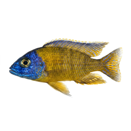 Aulonocara Stuartgranti, Blue Neon 6-8cm