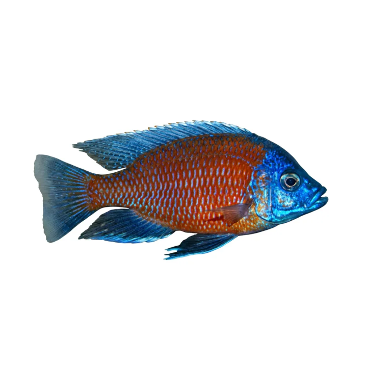 Valkosaumautaka  Copadichromis borleyi kadango red fin 6-8 cm