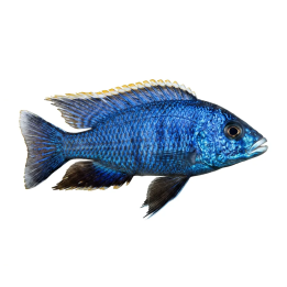 Malawi ciklidi blue otter Placidochromis sp. 4-6 cm