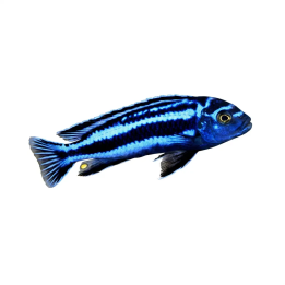 Malawi Ciklid Maingano 3-4CM | Akvaariokeidas
