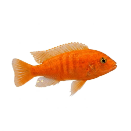 Malawi ciklidi saulosi coral red 4-6 cm Pseudotropheus saulosi