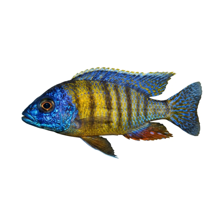 Ikkunamalawinahven taiwan reef 4-6 cm Protomelas fenestratus
