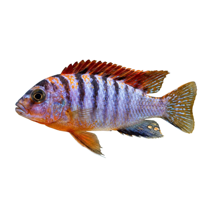 Labidochromis sp. hongi red top 4-6 cm