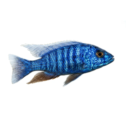 Sinihämyahven iceberg 4-6 cm Sciaenochromis fryeri