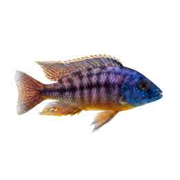 Malawi Ciklid Boadzulu 4-6CM Haplochromis boadzul | Akvaariokeidas