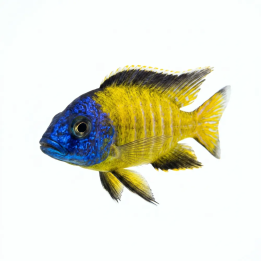 Aulonocara steveni usisya 4-6 cm