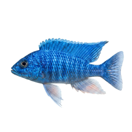Aulonocara sp. turquoise 4-6 cm