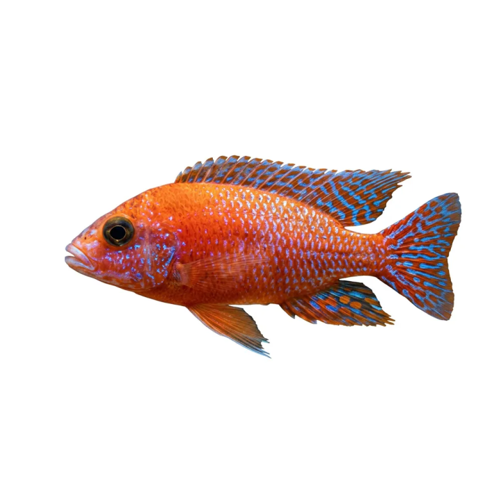 Aulonocara sp. red dragon/fire fish 4-6 cm