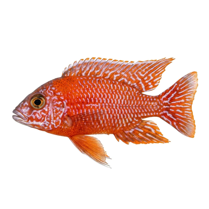 Aulonocara sp. calico red neon