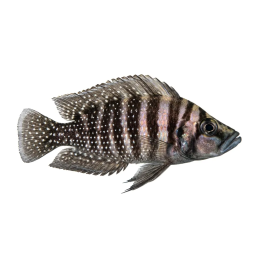 Tanganyika Ciklid Svart Calvus 3-5 Cm Altolamprologus calvus