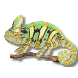 Veiled Chameleon Chamaeleo calyptratus