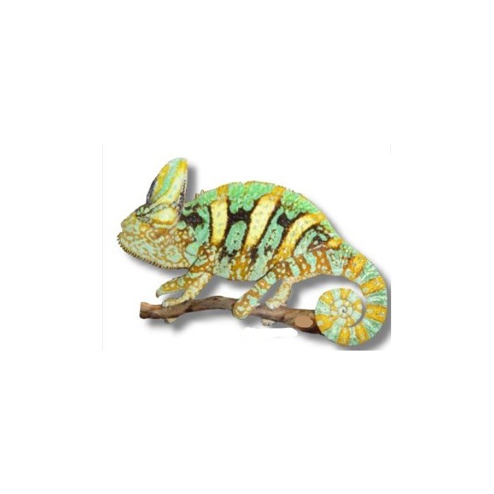 Jemenkameleont (Chamaeleo calyptratus)