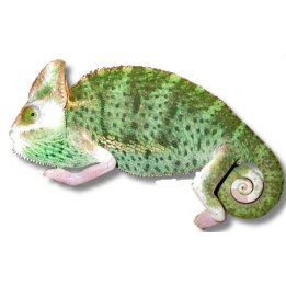 Veiled Chameleon 'Piebald Translucent' (Chamaeleo calyptratus)