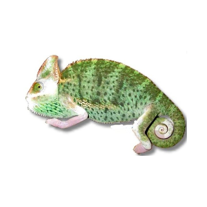 Jemenkameleont 'Piebald Translucent' (Chamaeleo calyptratus)
