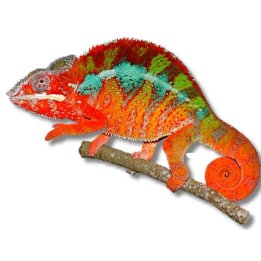 Panterkameleont "Ambilobe" (Furcifer pardalis) Adult