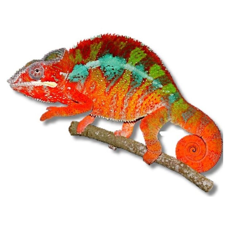 Panterkameleont "Ambilobe" (Furcifer pardalis) Adult