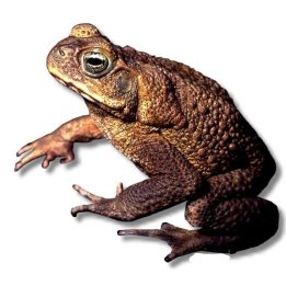 Agakonna Rhinella marina (Bufo marinus)