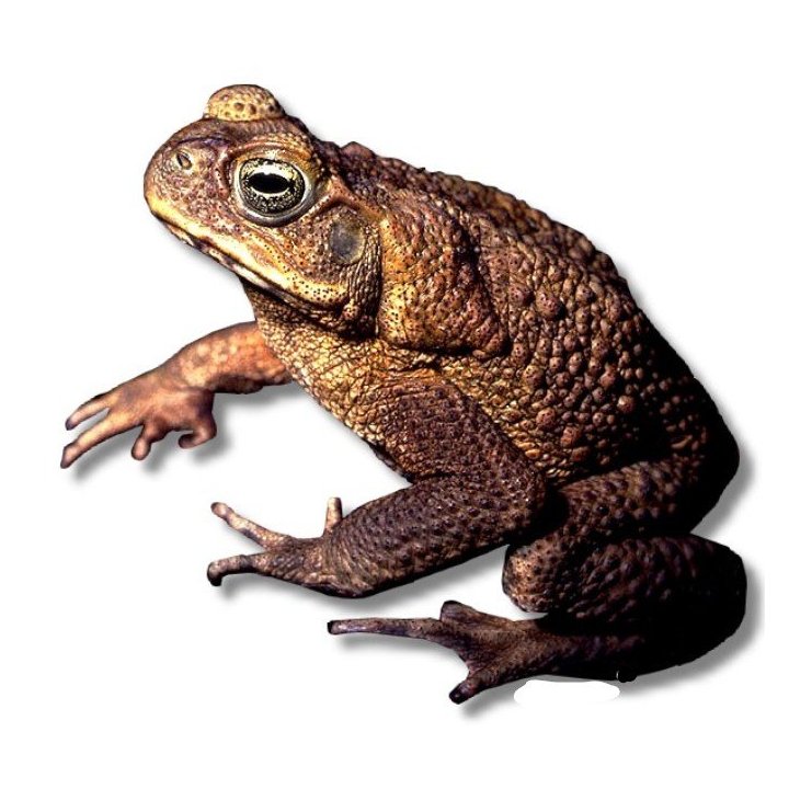Cane Toad (Rhinella marina) M