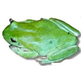 Korallisormisammakko (Litoria caerulea)