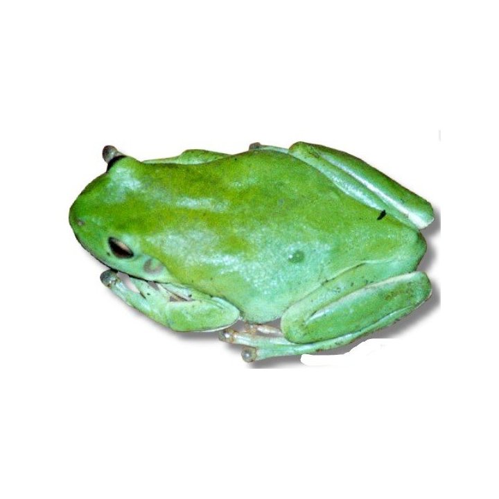 Korallfingergroda (Litoria caerulea)