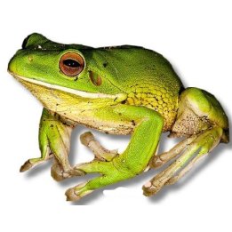 Litoria infrafrenata Australian Giant Treefrog L
