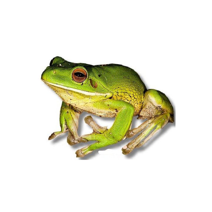 Litoria infrafrenata Australian Giant Treefrog L