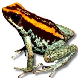 Golfodulce-giftgroda (Phyllobates vittatus)