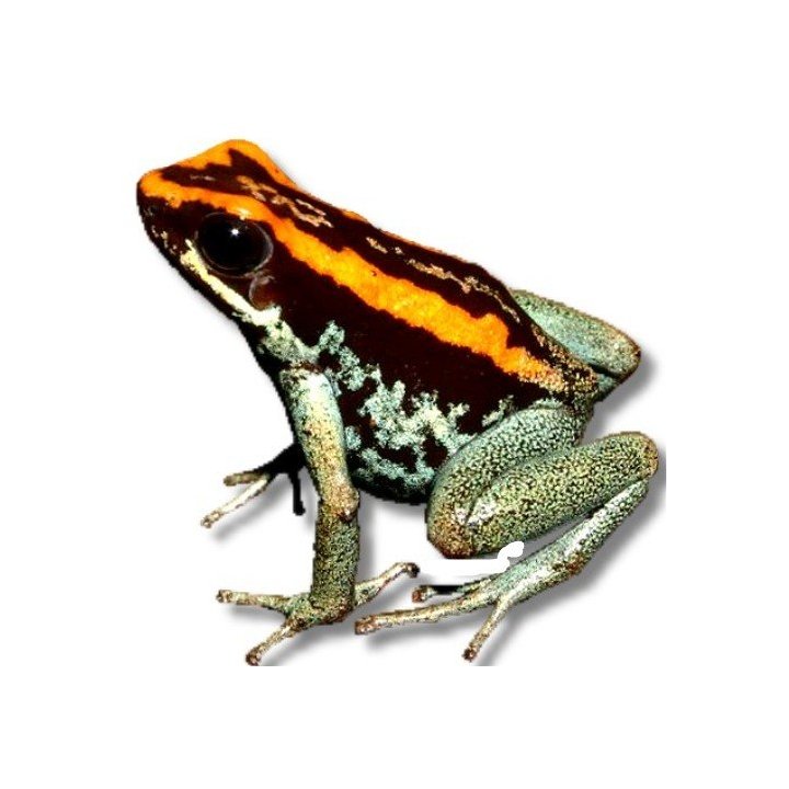Golfodulcenmyrkkysammakko (Phyllobates vittatus) CB 1,5-2 cm