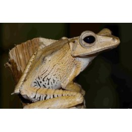 Polypedates otilophus File-Eared Tree Frog (Borneo Eared Frog) XL