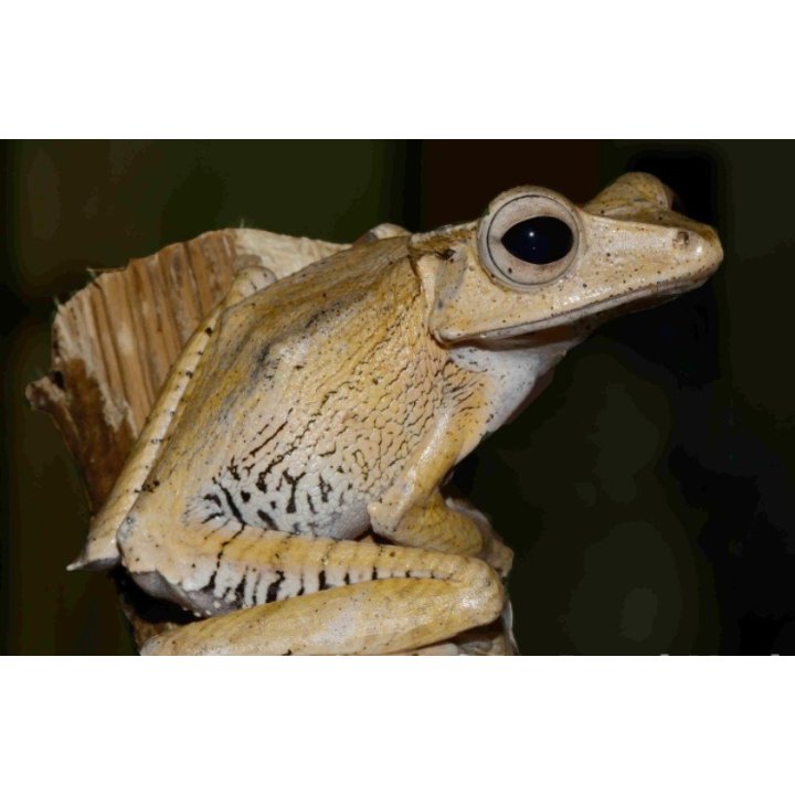 Polypedates otilophus XL