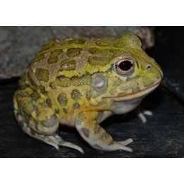 Tunnelisammakko (Pyxicephalus adspersus) 3-5 cm