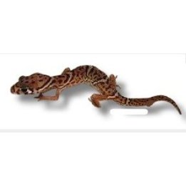 Coleonyx mitratus Central American Banded Gecko M-L
