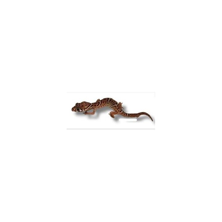 Coleonyx mitratus Central American Banded Gecko M-L