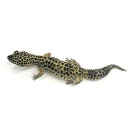 Leopardgecko (Eublepharis macularius)