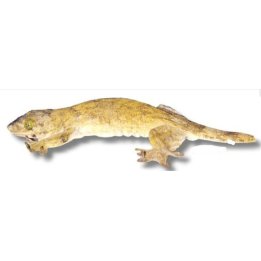 Gehyra vorax Ambon Gecko