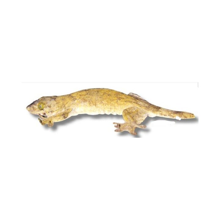 Gehyra vorax Ambon Gecko
