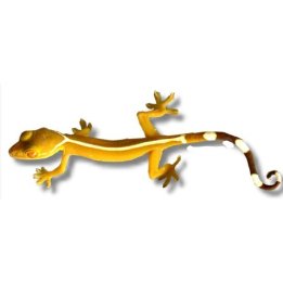White Lined Gecko (Gekko vittatus)