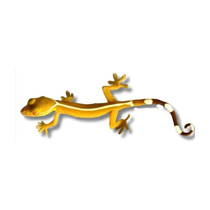 White Lined Gecko (Gekko vittatus)